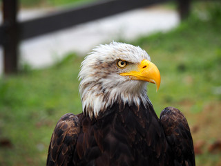 Portrait of an american bald eagle (Haliaeetus leucocephalus)