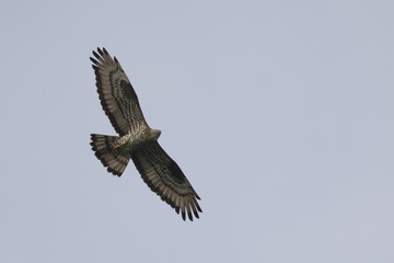  An adult male European honey buzzard (Pernis apivorus) soaring in the sky.