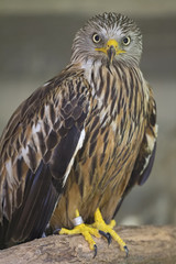  An adult male European honey buzzard (Pernis apivorus) soaring in the sky.