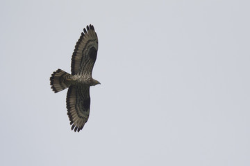 An adult male European honey buzzard (Pernis apivorus) soaring in the sky.