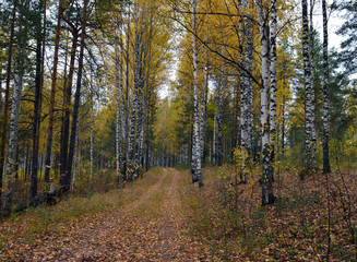 the road in the autumn forest among birches for outdoor walks