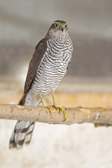  An adult Eurasian sparrowhawk (Accipiter nisus) rescued and resting in a wildlife rescue center. Perched and trying to recover from its wounds.