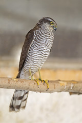  An adult Eurasian sparrowhawk (Accipiter nisus) rescued and resting in a wildlife rescue center. Perched and trying to recover from its wounds.