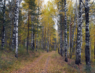 Fototapeta premium the road in the autumn forest among birches for outdoor walks