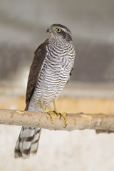  An adult Eurasian sparrowhawk (Accipiter nisus) rescued and resting in a wildlife rescue center. Perched and trying to recover from its wounds.