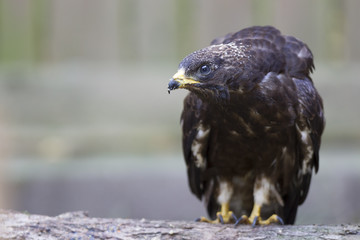  An immature European honey buzzard (Pernis apivorus) rescued and resting in a wildlife rescue center. Perched and trying to recover from its wounds.