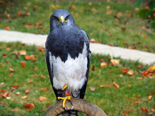 View of a black-chested buzzard-eagle (Geranoaetus melanoleucus)