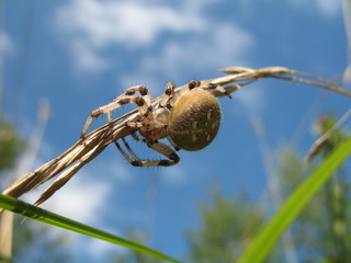 Macro of big spider on grass