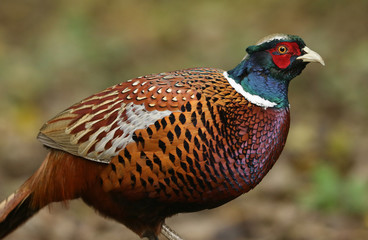 A male Pheasant (Phasianus colchicus) portrait.