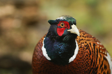 A male Pheasant (Phasianus colchicus) portrait.