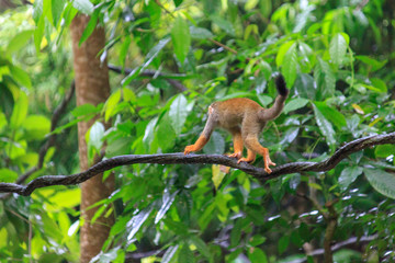Monkey exploring