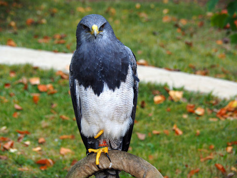 View of a black-chested buzzard-eagle (Geranoaetus melanoleucus)