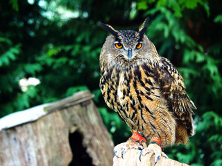 View of a owl in the forest