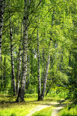 Fototapeta na wymiar White birch trees with beautiful birch bark in a birch grove. Vertical view.