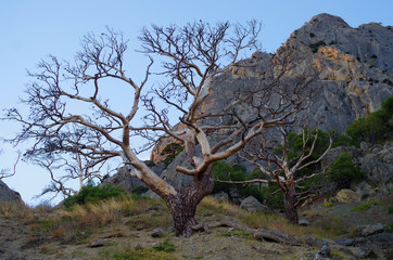Fototapeta na wymiar old dead tree