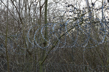 Barbed wire with blueberries