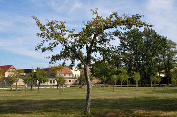 Apfelbaum klein jung im park wiese Apfelplantage