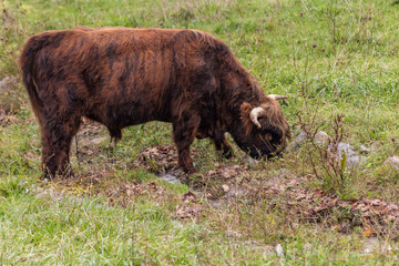 Long haired highland bull drinking from small stream 