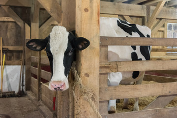 Beautiful pedigree Holstein cow in a wooden stall  