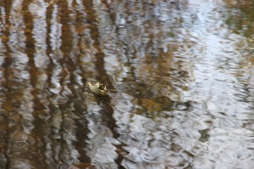 dry leaf floating in the reflections