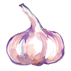 Whole garlic bulb painted in watercolor on clean white background