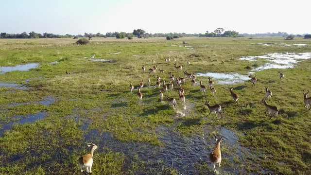 Red lechwe running through the Okavango Delta floodplain, Aerial Tracking Shot