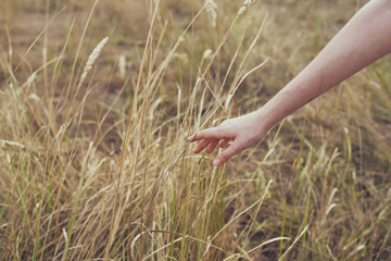 hand wheat field summer