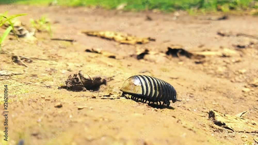 Poster a small bug with many body sections and several tiny legs crawls across the bare earth away from the