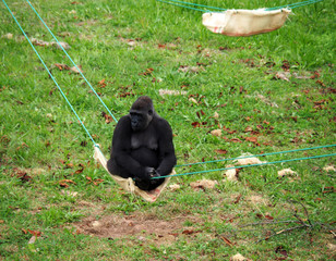 View of a lowland gorilla in a hammock