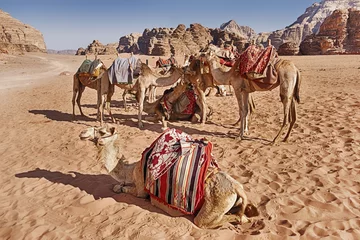 Abwaschbare Fototapete Tieren Kamele in der Wüste