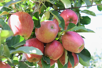 Apple plantation in autumn - Braeburn and Idared apples 