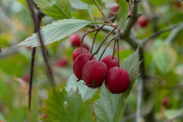 Obraz premium clusters of ripe red hawthorn berries, on a branch of a tree, in autumn, close-up