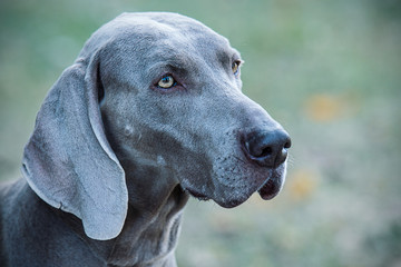 Portrait of a Weimarane