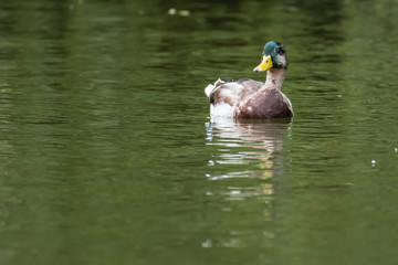 Mallard Duck Swimming in Green Water