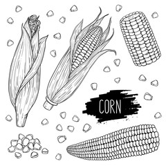 Hand drawn vegetable set of corn cobs and grain. Vegetable isolated on white background with label. Design for shop, market, book, menu, banner. Outline ink style sketch. Vector coloring illustration.