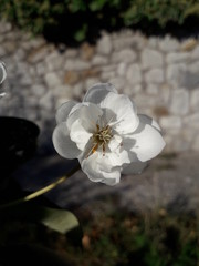 White single flower of the family Rosaceae