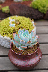 close-up shot of potted succulent plants