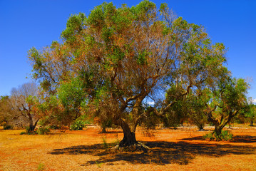 Ancient olive trees of Salento, Apulia, southern Italy