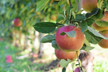 Apple plantation in autumn - Braeburn and Idared apples 