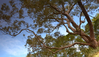 Mirroring trees and a blue sky in the lake water. Background of trees mirrored on water surface. Reflection of trees in lake water.