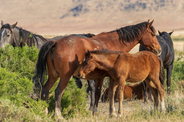 Wild Horse Mare and foal