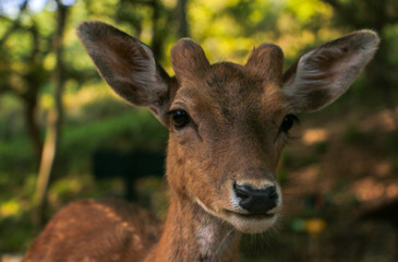 Young deer in the forest