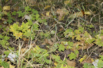 grass in the forest