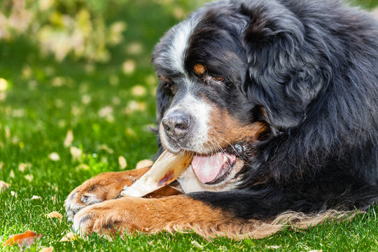 Berner Sennen Hund frisst mit fr&ouml;hlichem Gesicht getrocknetes Schweineohr, Barf, Makro Portrait