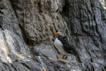 Puffin on rock