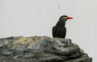 Inca Tern on black rock