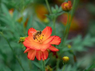 bee on a orange red flower