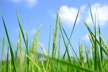 Obraz premium rice growing on blue sky background
