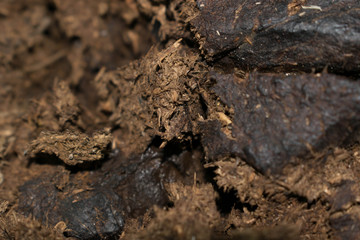 Animal cows are used as fertilizer in agriculture by large plano macro background design.