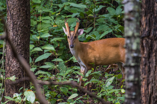 barking deer in the forest
